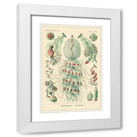 Haeckel Nature Illustrations: Siphoneae Hydrozoa White Modern Wood Framed Art Print with Double Matting by Haeckel, Ernst