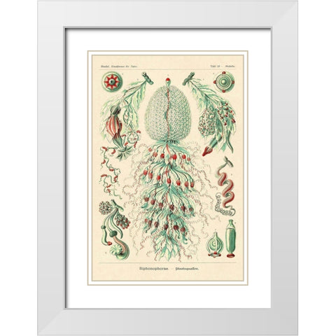 Haeckel Nature Illustrations: Siphoneae Hydrozoa White Modern Wood Framed Art Print with Double Matting by Haeckel, Ernst