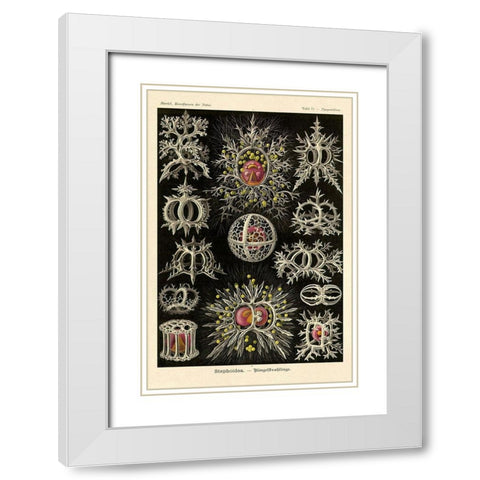 Haeckel Nature Illustrations: Stephoidea White Modern Wood Framed Art Print with Double Matting by Haeckel, Ernst