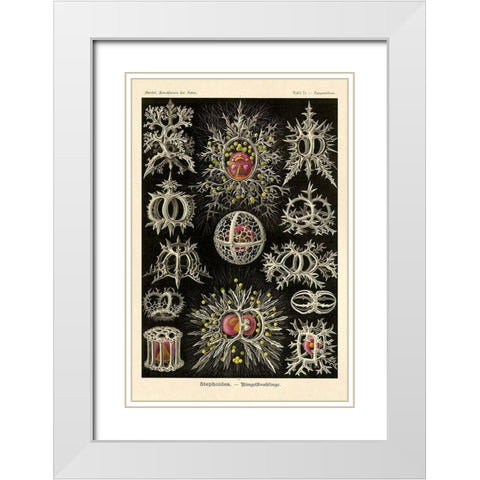 Haeckel Nature Illustrations: Stephoidea White Modern Wood Framed Art Print with Double Matting by Haeckel, Ernst