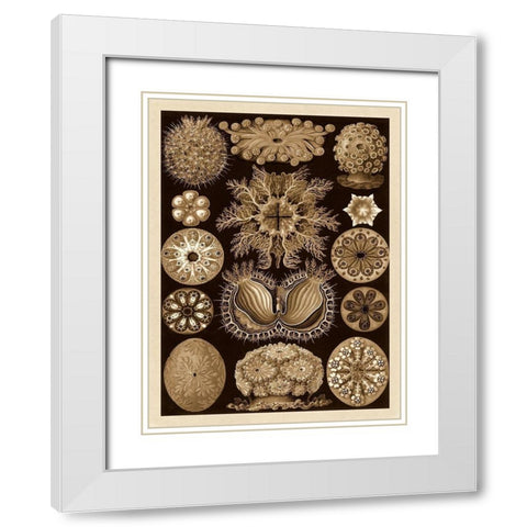 Haeckel Nature Illustrations: Ascidiae - Sepia Tint White Modern Wood Framed Art Print with Double Matting by Haeckel, Ernst
