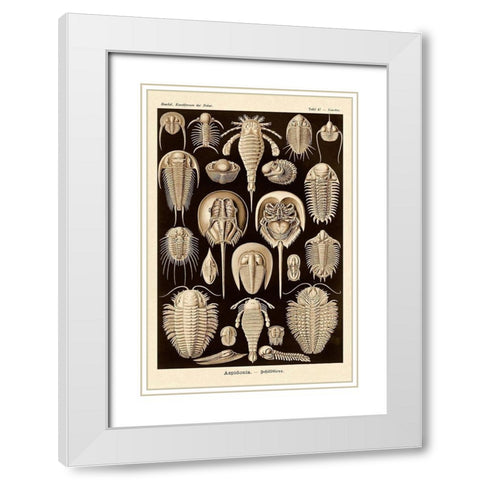 Haeckel Nature Illustrations: Athropods - Sepia Tint White Modern Wood Framed Art Print with Double Matting by Haeckel, Ernst