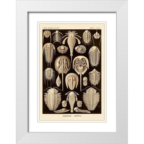 Haeckel Nature Illustrations: Athropods - Sepia Tint White Modern Wood Framed Art Print with Double Matting by Haeckel, Ernst