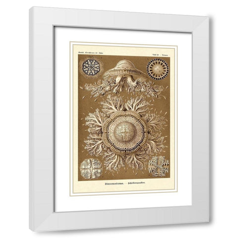 Haeckel Nature Illustrations: Jelly Fish - Sepia Tint White Modern Wood Framed Art Print with Double Matting by Haeckel, Ernst
