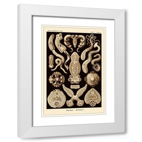 Haeckel Nature Illustrations: Flatworms - Sepia Tint White Modern Wood Framed Art Print with Double Matting by Haeckel, Ernst