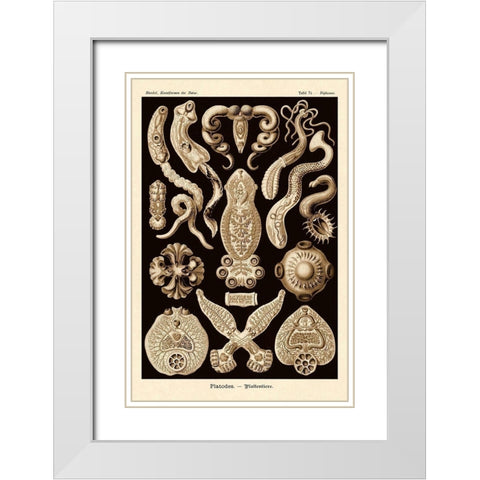 Haeckel Nature Illustrations: Flatworms - Sepia Tint White Modern Wood Framed Art Print with Double Matting by Haeckel, Ernst