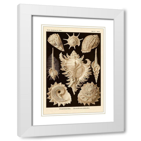 Haeckel Nature Illustrations: Gastropods - Sepia Tint White Modern Wood Framed Art Print with Double Matting by Haeckel, Ernst