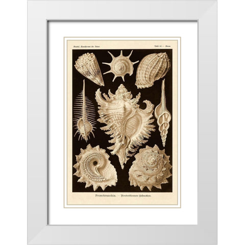 Haeckel Nature Illustrations: Gastropods - Sepia Tint White Modern Wood Framed Art Print with Double Matting by Haeckel, Ernst