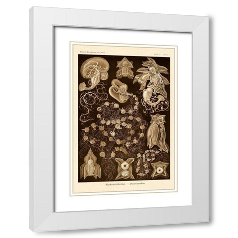Haeckel Nature Illustrations: Siphoneae Hydrozoa - Sepia Tint White Modern Wood Framed Art Print with Double Matting by Haeckel, Ernst