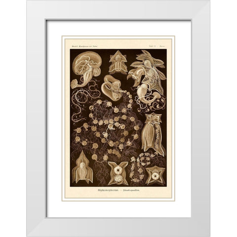 Haeckel Nature Illustrations: Siphoneae Hydrozoa - Sepia Tint White Modern Wood Framed Art Print with Double Matting by Haeckel, Ernst