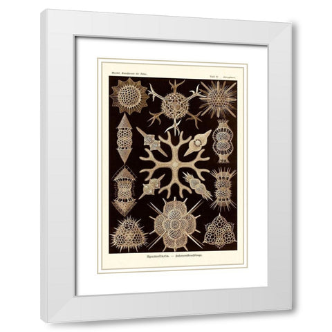 Haeckel Nature Illustrations: Spumellaria - Sepia Tint White Modern Wood Framed Art Print with Double Matting by Haeckel, Ernst