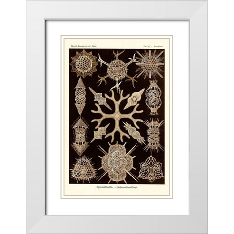 Haeckel Nature Illustrations: Spumellaria - Sepia Tint White Modern Wood Framed Art Print with Double Matting by Haeckel, Ernst