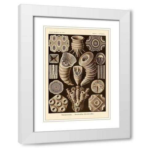 Haeckel Nature Illustrations: Tetracoralla, Coral - Sepia Tint White Modern Wood Framed Art Print with Double Matting by Haeckel, Ernst