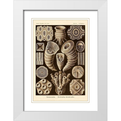 Haeckel Nature Illustrations: Tetracoralla, Coral - Sepia Tint White Modern Wood Framed Art Print with Double Matting by Haeckel, Ernst