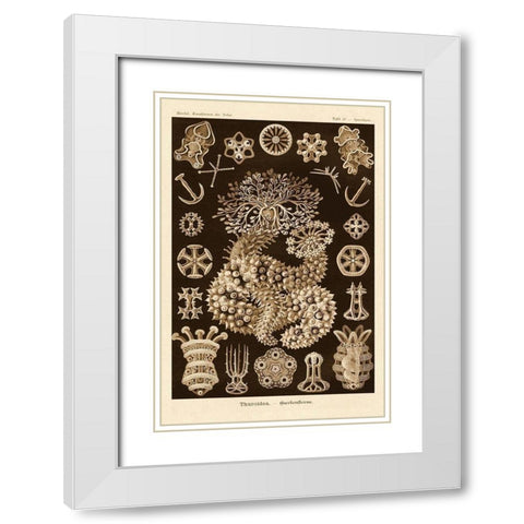 Haeckel Nature Illustrations: Sea Cucumbers - Sepia Tint White Modern Wood Framed Art Print with Double Matting by Haeckel, Ernst