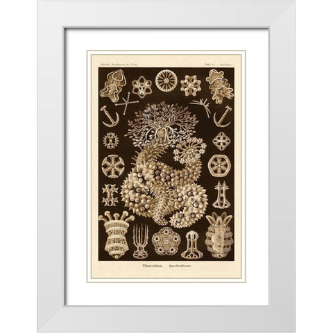 Haeckel Nature Illustrations: Sea Cucumbers - Sepia Tint White Modern Wood Framed Art Print with Double Matting by Haeckel, Ernst