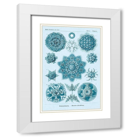 Haeckel Nature Illustrations: Polycytaria Radiolaria - Blue-Green Tint White Modern Wood Framed Art Print with Double Matting by Haeckel, Ernst