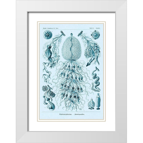 Haeckel Nature Illustrations: Siphoneae Hydrozoa - Blue-Green Tint White Modern Wood Framed Art Print with Double Matting by Haeckel, Ernst