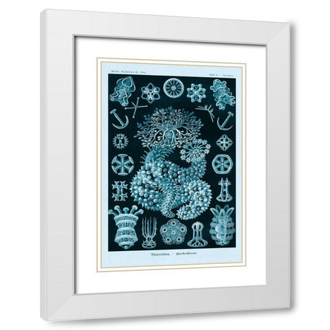 Haeckel Nature Illustrations: Sea Cucumbers - Blue-Green Tint White Modern Wood Framed Art Print with Double Matting by Haeckel, Ernst
