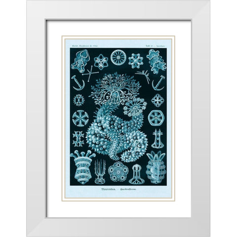 Haeckel Nature Illustrations: Sea Cucumbers - Blue-Green Tint White Modern Wood Framed Art Print with Double Matting by Haeckel, Ernst