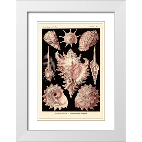 Haeckel Nature Illustrations: Gastropods - Rose Tint White Modern Wood Framed Art Print with Double Matting by Haeckel, Ernst