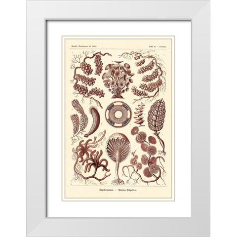 Haeckel Nature Illustrations: Siphoneae Hydrozoa - Rose Tint White Modern Wood Framed Art Print with Double Matting by Haeckel, Ernst