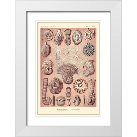 Haeckel Nature Illustrations: Talamophora, Formanifera, Rhisopods - Rose Tint White Modern Wood Framed Art Print with Double Matting by Haeckel, Ernst