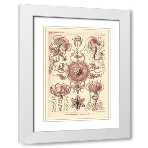 Haeckel Nature Illustrations: Trachomedusae - Jellyfish - Rose Tint White Modern Wood Framed Art Print with Double Matting by Haeckel, Ernst