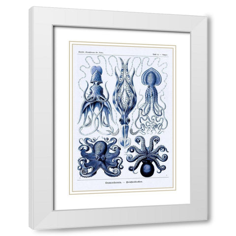 Haeckel Nature Illustrations: Jelly Fish - Dark Blue Tint White Modern Wood Framed Art Print with Double Matting by Haeckel, Ernst