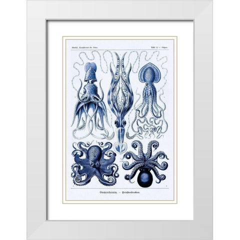 Haeckel Nature Illustrations: Jelly Fish - Dark Blue Tint White Modern Wood Framed Art Print with Double Matting by Haeckel, Ernst