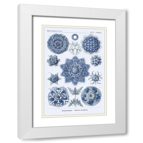 Haeckel Nature Illustrations: Siphoneae Hydrozoa - Dark Blue Tint White Modern Wood Framed Art Print with Double Matting by Haeckel, Ernst