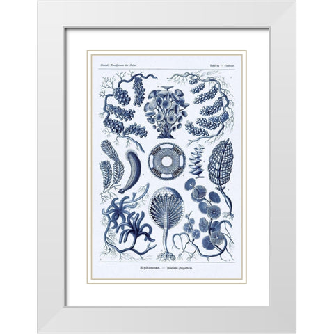 Haeckel Nature Illustrations: Siphoneae Hydrozoa - Dark Blue Tint White Modern Wood Framed Art Print with Double Matting by Haeckel, Ernst