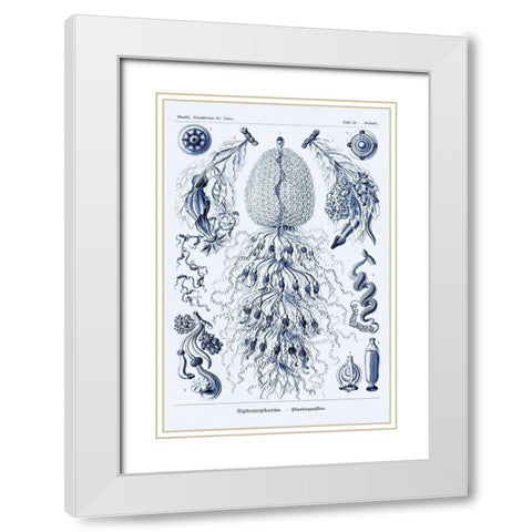 Haeckel Nature Illustrations: Siphoneae Hydrozoa - Dark Blue Tint White Modern Wood Framed Art Print with Double Matting by Haeckel, Ernst