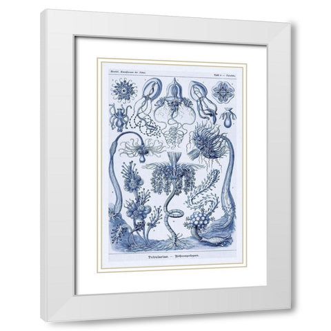 Haeckel Nature Illustrations: Cephlopods - Dark Blue Tint White Modern Wood Framed Art Print with Double Matting by Haeckel, Ernst