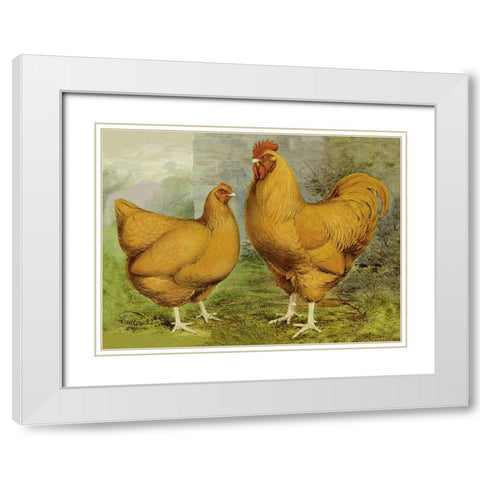 Chickens: Buff Orpingtons White Modern Wood Framed Art Print with Double Matting by Wright, Lewis