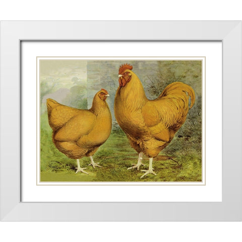 Chickens: Buff Orpingtons White Modern Wood Framed Art Print with Double Matting by Wright, Lewis