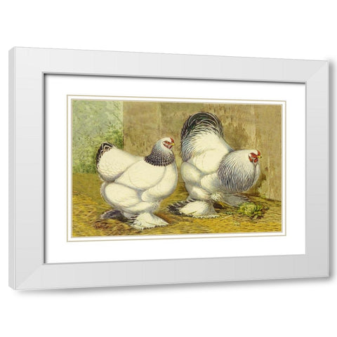 Chickens: Light Brahmas White Modern Wood Framed Art Print with Double Matting by Wright, Lewis
