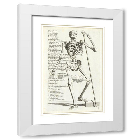 Anatomical diagram showing human skeleton, front view, with legends White Modern Wood Framed Art Print with Double Matting by Bollmann, Hieronymus