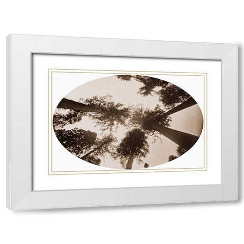 Among The Tree Tops Calaveras Grove White Modern Wood Framed Art Print with Double Matting by Watkins, Carleton