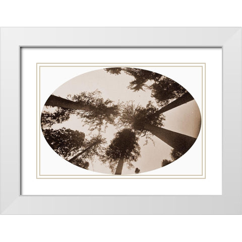 Among The Tree Tops Calaveras Grove White Modern Wood Framed Art Print with Double Matting by Watkins, Carleton