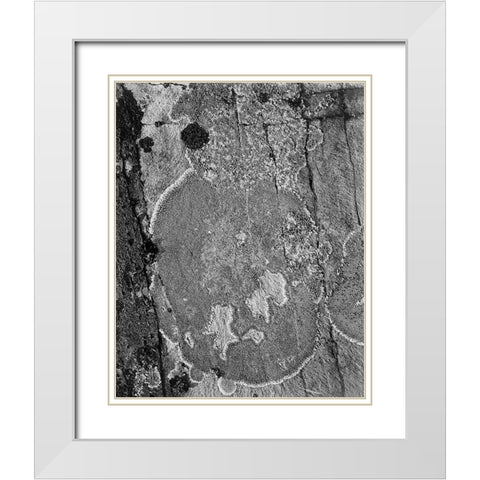 Lichons, Glacier National Park, Montana - National Parks and Monuments, 1941 White Modern Wood Framed Art Print with Double Matting by Adams, Ansel