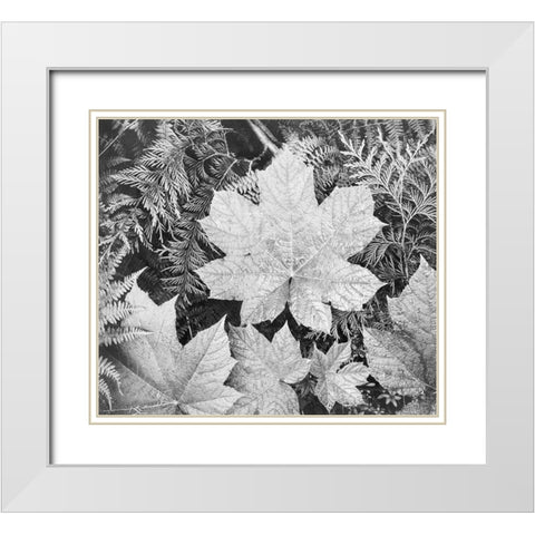 Leaves, Glacier National Park, Montana - National Parks and Monuments, 1941 White Modern Wood Framed Art Print with Double Matting by Adams, Ansel