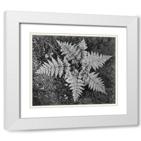 Ferns, Glacier National Park, Montana - National Parks and Monuments, 1941 White Modern Wood Framed Art Print with Double Matting by Adams, Ansel