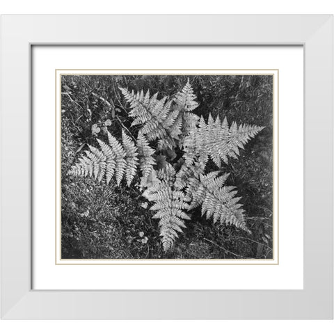 Ferns, Glacier National Park, Montana - National Parks and Monuments, 1941 White Modern Wood Framed Art Print with Double Matting by Adams, Ansel