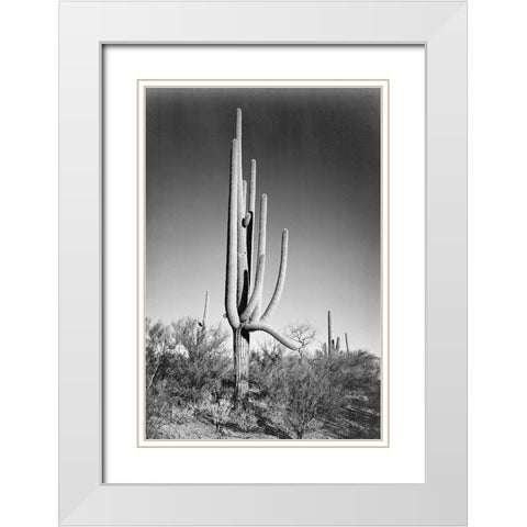 Full view of cactus and surrounding shrubs, In Saguaro National Monument, Arizona, ca. 1941-1942 White Modern Wood Framed Art Print with Double Matting by Adams, Ansel