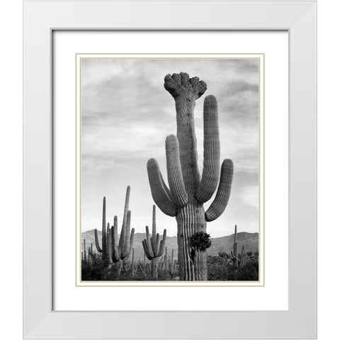 Full view of cactus with others surrounding, Saguaros, Saguaro National Monument, Arizona, ca. 1941- White Modern Wood Framed Art Print with Double Matting by Adams, Ansel