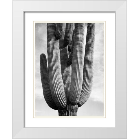 Detail of cactus Saguaros, Saguro National Monument, Arizona, ca. 1941-1942 White Modern Wood Framed Art Print with Double Matting by Adams, Ansel