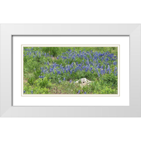Bluebonnets at the Lady Bird Johnson Wildflower Center, near Austin, TX White Modern Wood Framed Art Print with Double Matting by Highmith, Carol