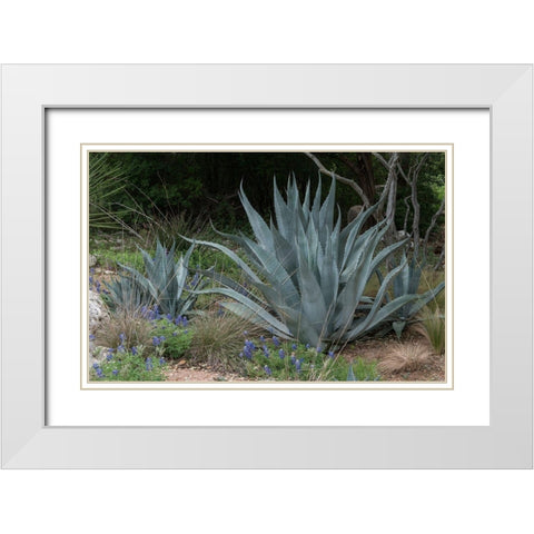 Agave and Bluebonnets at the Lady Bird Johnson Wildflower Center, near Austin, TX White Modern Wood Framed Art Print with Double Matting by Highmith, Carol