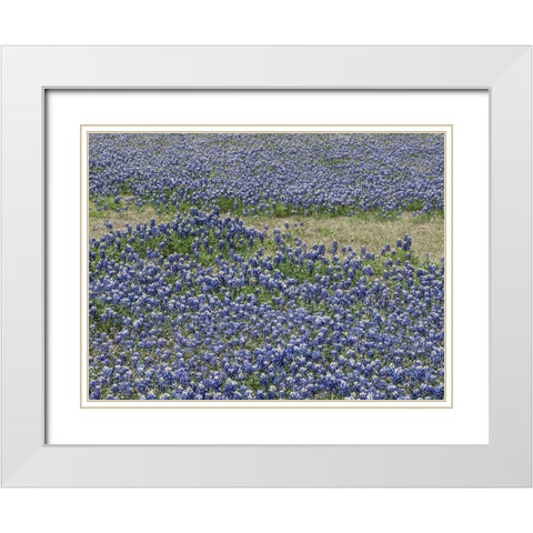 A profusion of Bluebonnets, in a field in Boerne, TX White Modern Wood Framed Art Print with Double Matting by Highmith, Carol